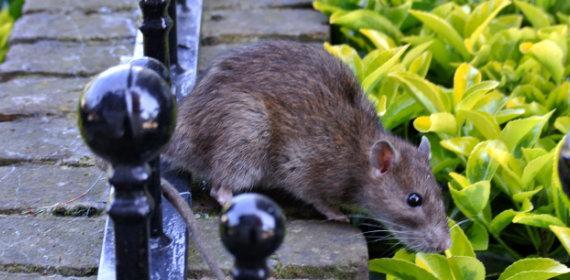 Deratyzacja - zwalczanie szczurów
